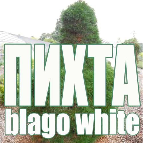 Blago White - Пихта (2024) скачать и слушать онлайн