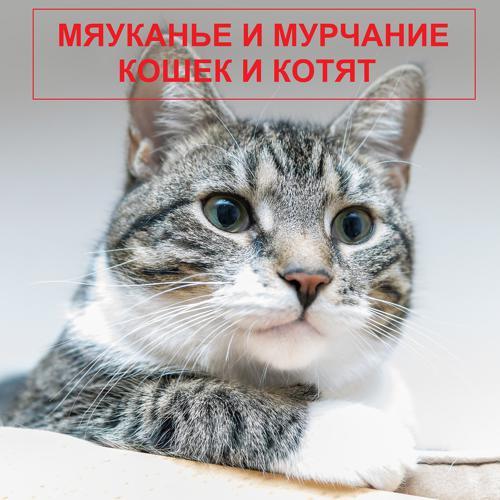 Мяуканье кошек, Мурчание кошек, котят, Kittens meowing - Мяуканье злого кота (2022) скачать и слушать онлайн