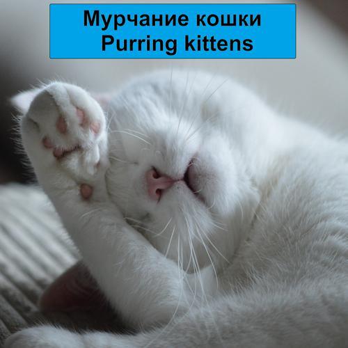 Мурчание кошек, Purring cats, Kittens meowing, Music For Cats - Мурчание кошки (2021) скачать и слушать онлайн